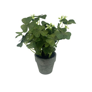 Potted Oxalis Plant