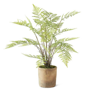 Fern in Ceramic Pot 28"