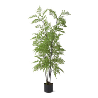 Potted Fern Tree 5'
