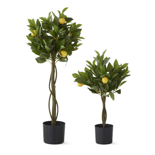 Twisted Trunk Potted Lemon Tree Assorted