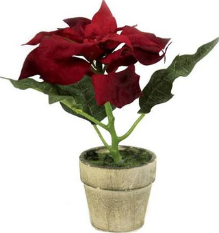 Potted Red Poinsettia