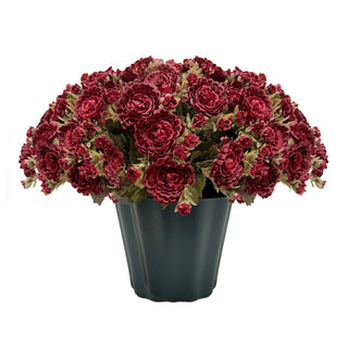 Burgundy Mum in Green Pot