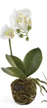 Phalaenopsis Drop In Plants Assorted