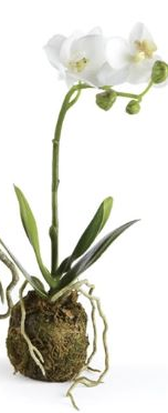 Phalaenopsis Drop In Plants Assorted