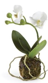Phalaenopsis Drop In Plants Assorted