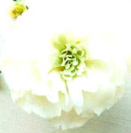 A close-up image of a white soap flower with petals, resembling a classic white lily. Esprit Petal Soap Flower