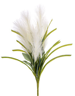 White Pampas Grass Bush