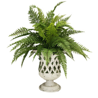 Fern Arrangement in Metal Basket