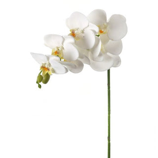 Greenhouse Phaleanopsis Spray