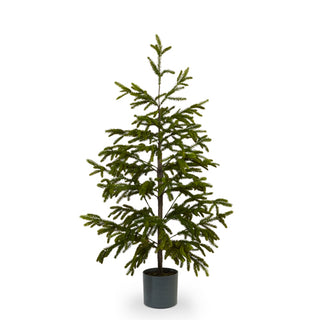 Potted Noble Fir Tree 60" Christmas
