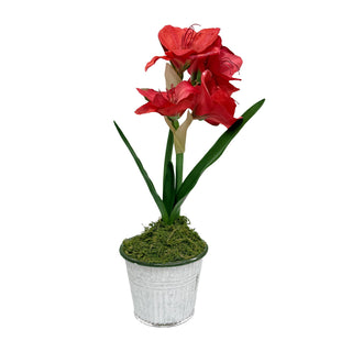 Red Amaryllis in Ribbed Galvanized Pot