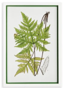 Layered Fern Print Assorted