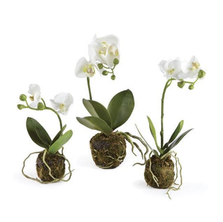 Phalaenopsis Drop In Plants Assorted