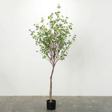 Mountain Leaf Tree
