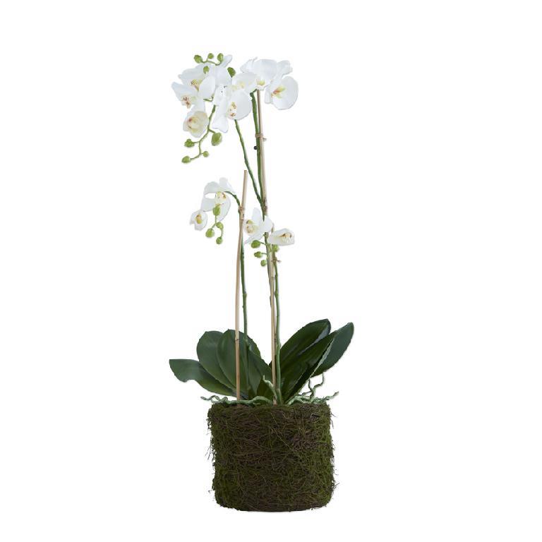 White Orchid in Mossy Pot 33