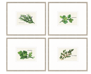 Field Guide Herbs I