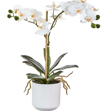 Load image into Gallery viewer, Real Touch Potted Orchid Assorted
