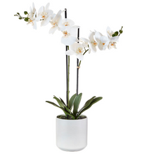 Load image into Gallery viewer, Real Touch Potted Orchid Assorted
