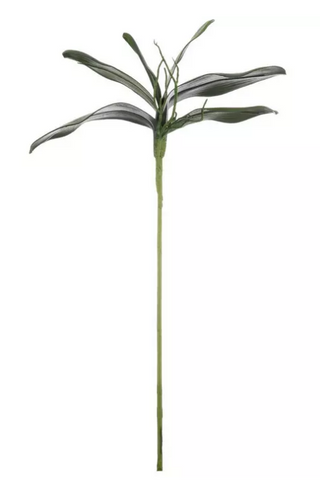 Orchid Leaves Stem