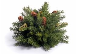 Spruce Half Ball 8"