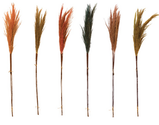 Assorted 30" Pampas Grass