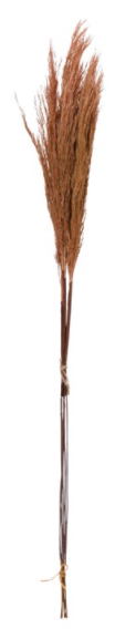 Assorted 30" Pampas Grass