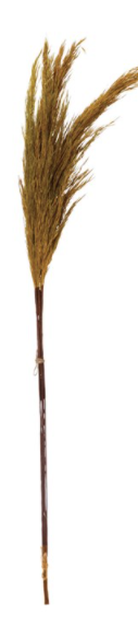 Assorted 30" Pampas Grass