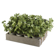 Load image into Gallery viewer, Potted Oxalis Plant
