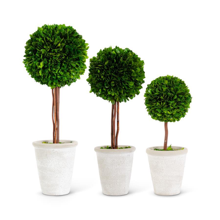 Boxwood Ball Topiary