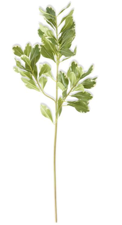 Pittosporum Leaf Stem 28