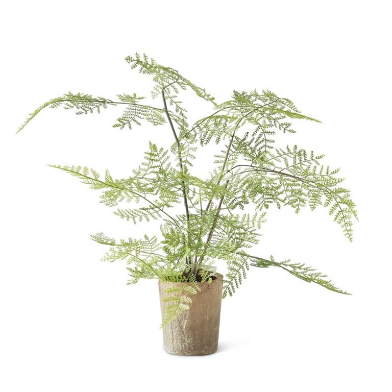 Fern in Ceramic Pot 21