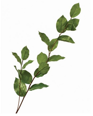 Green Salal Spray