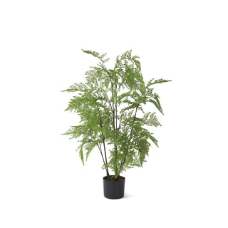 Potted Fern Tree 3'