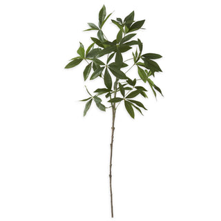 Money Tree Branch