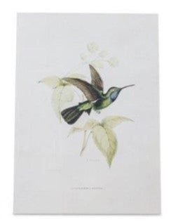 Hummingbird Print Assorted