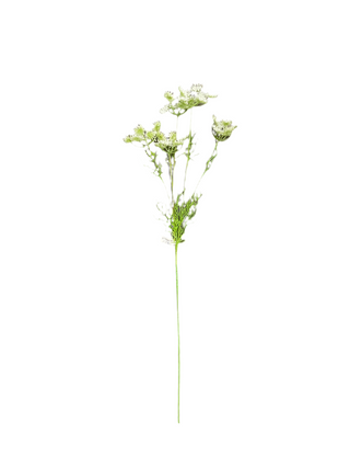Cream Queen Anne's Lace Stem