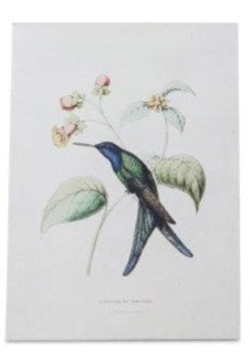 Hummingbird Print Assorted