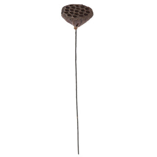 Brown Lotus Seedpod