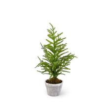 Load image into Gallery viewer, Norfolk Pine Tree in Gray Pot Assorted
