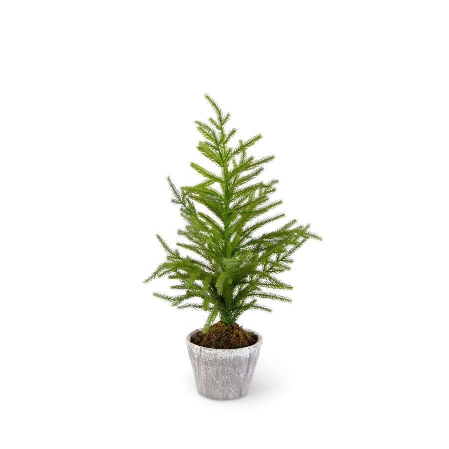 Norfolk Pine Tree in Gray Pot Assorted