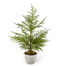 Load image into Gallery viewer, Norfolk Pine Tree in Gray Pot Assorted
