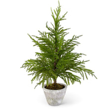 Load image into Gallery viewer, Norfolk Pine Tree in Gray Pot Assorted
