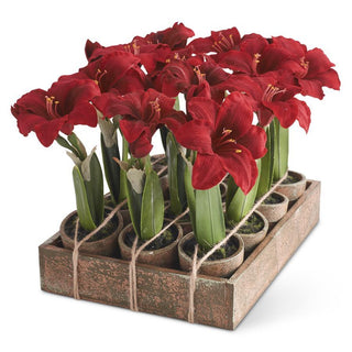 Potted Red Amaryllis Assorted