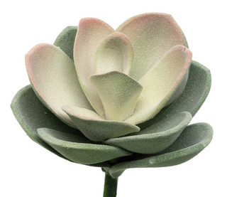 Echeveria Succulent Pink