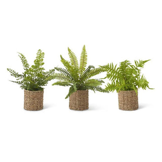 Assorted Ferns in Round Woven Basket (3 Styles)