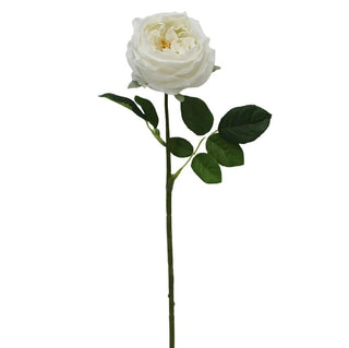 Austin Rose Stem in White flower floral