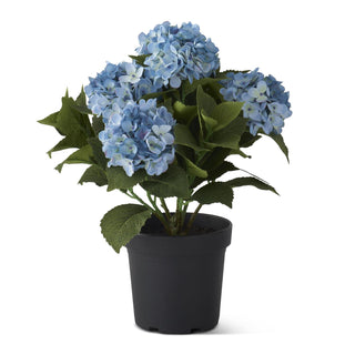 Blue 5 Bloom Potted Hydrangea in Faux Dirt 