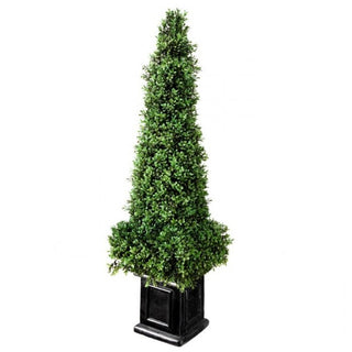 Boxwood Obelisk in a Black Square Pot 46"