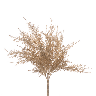 Cedar Bush in Champagne