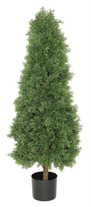 Cedar Tree in Pot in Green outside outdoor plant 